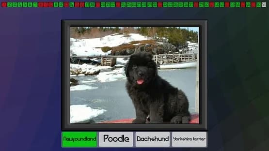 Test your knowledge: Dogs — Screenshoty