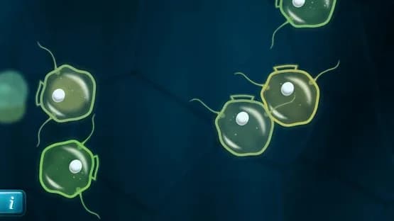 Mitosis — Screenshoty
