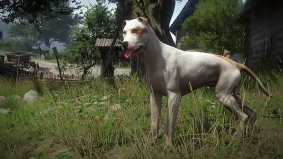Kingdom Come: Deliverance - A Woman's Lot — Screenshoty