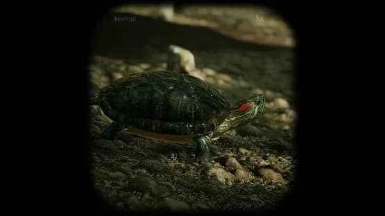 Morels: The Hunt — Screenshots