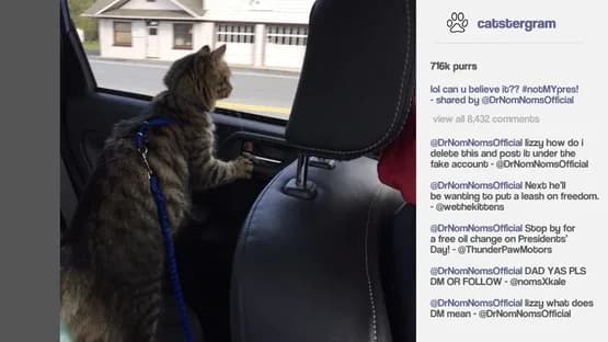 Cat President: A More Purrfect Union — Screenshoty