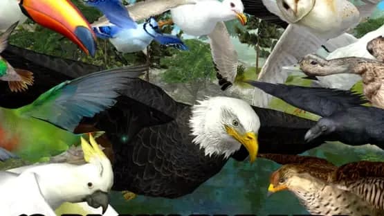 Ultimate Bird Simulator — Screenshots